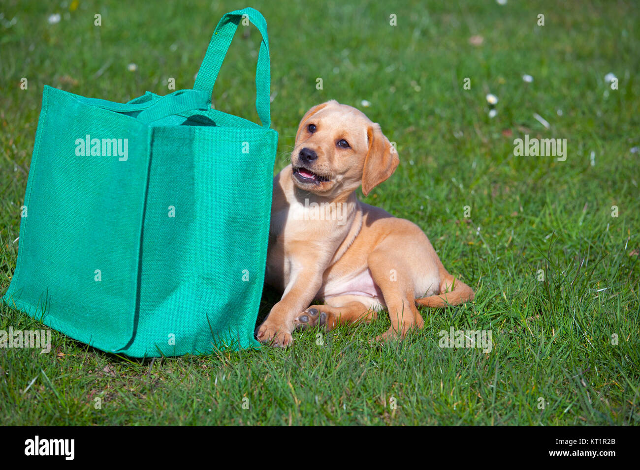 Gelbe Labrador Welpe spielen Stockfoto