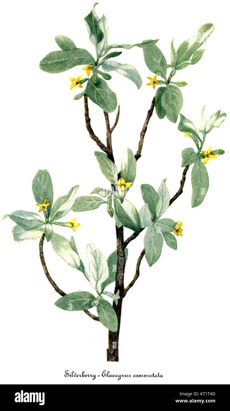 Elaeagnus Commutata, von Mary Vaux Walcott Stockfotografie Alamy