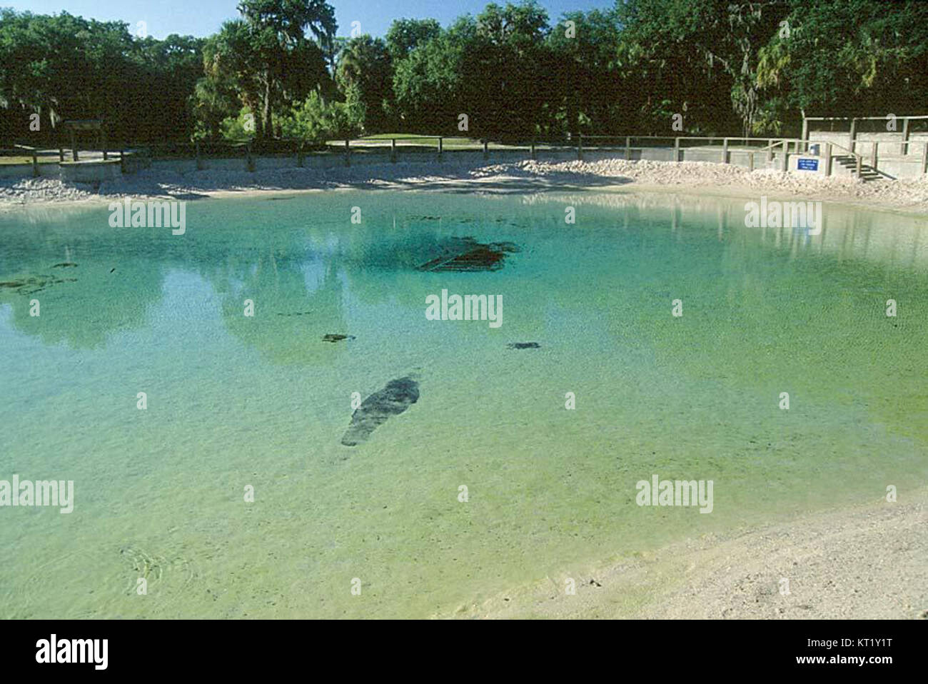 Der Lithia Springs Regional Park in Lithia, Florida, verfügt über eine natürliche Quelle, die das ganze Jahr über eine Temperatur von 72 °C. Der 160 Hektar große Park wird an drei Seiten vom Alafia River begrenzt und bietet Annehmlichkeiten wie einen Badebereich, Picknickplätze und Campingplätze. Stockfoto
