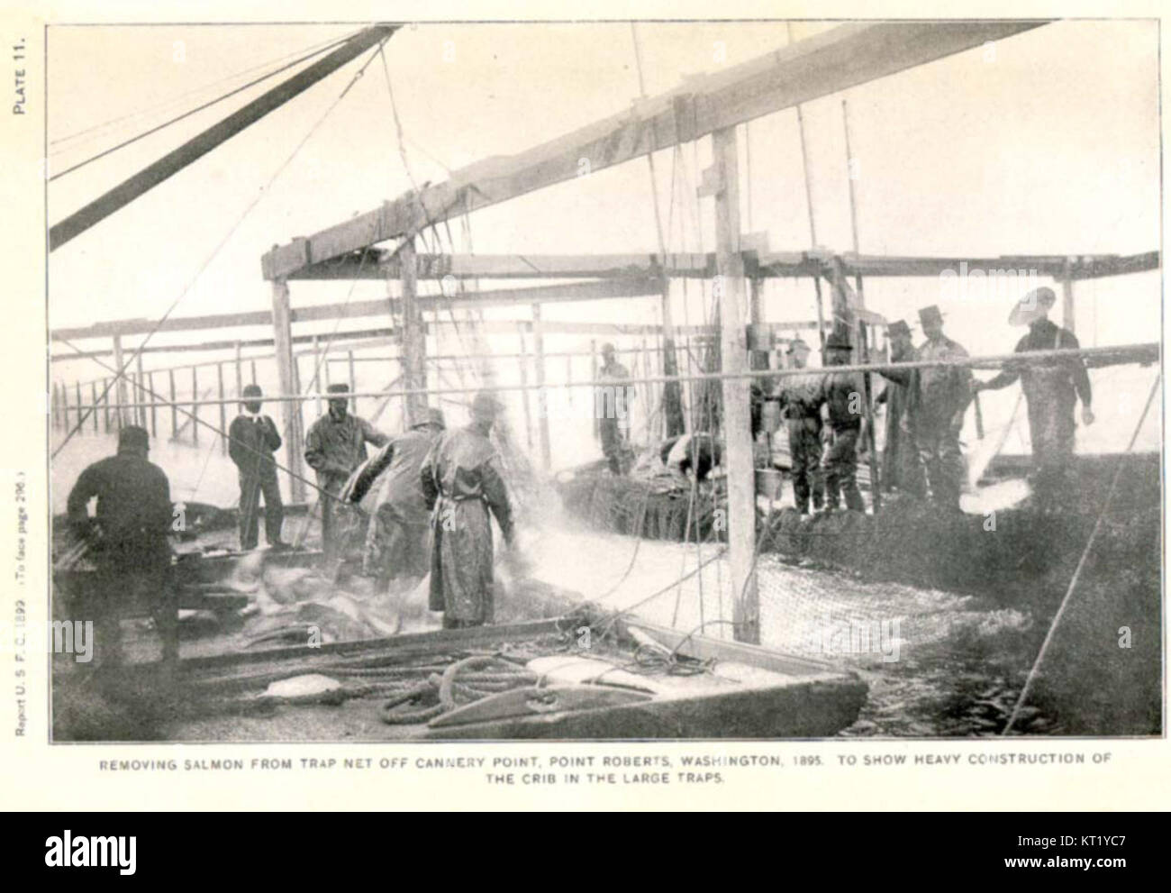 32579 entfernen Lachs aus Falle Net aus Cannery Point Punkt Roberts, Washington, 1895 Stockfoto