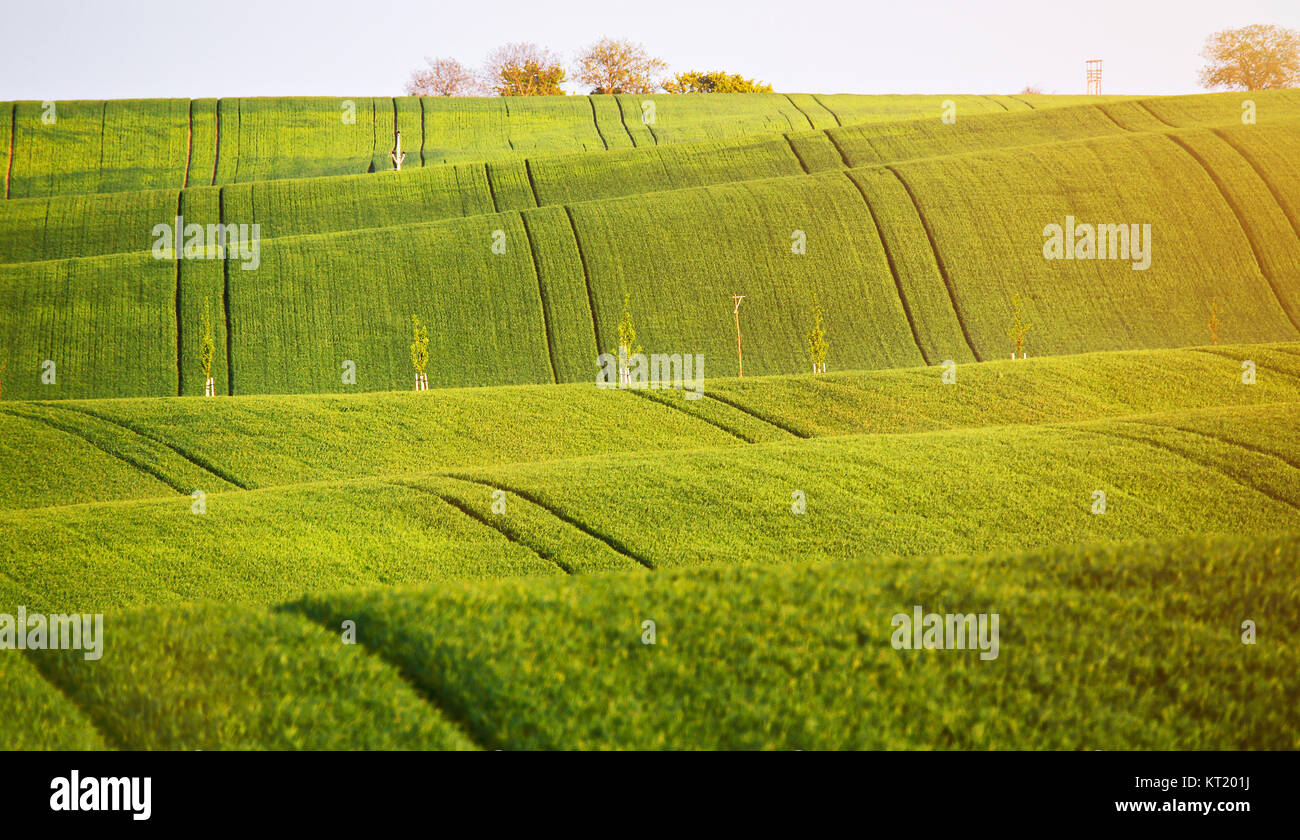 Abstraktes muster textur des rollenden wellige Felder im Frühling. Frühling grüne Felder Stockfoto