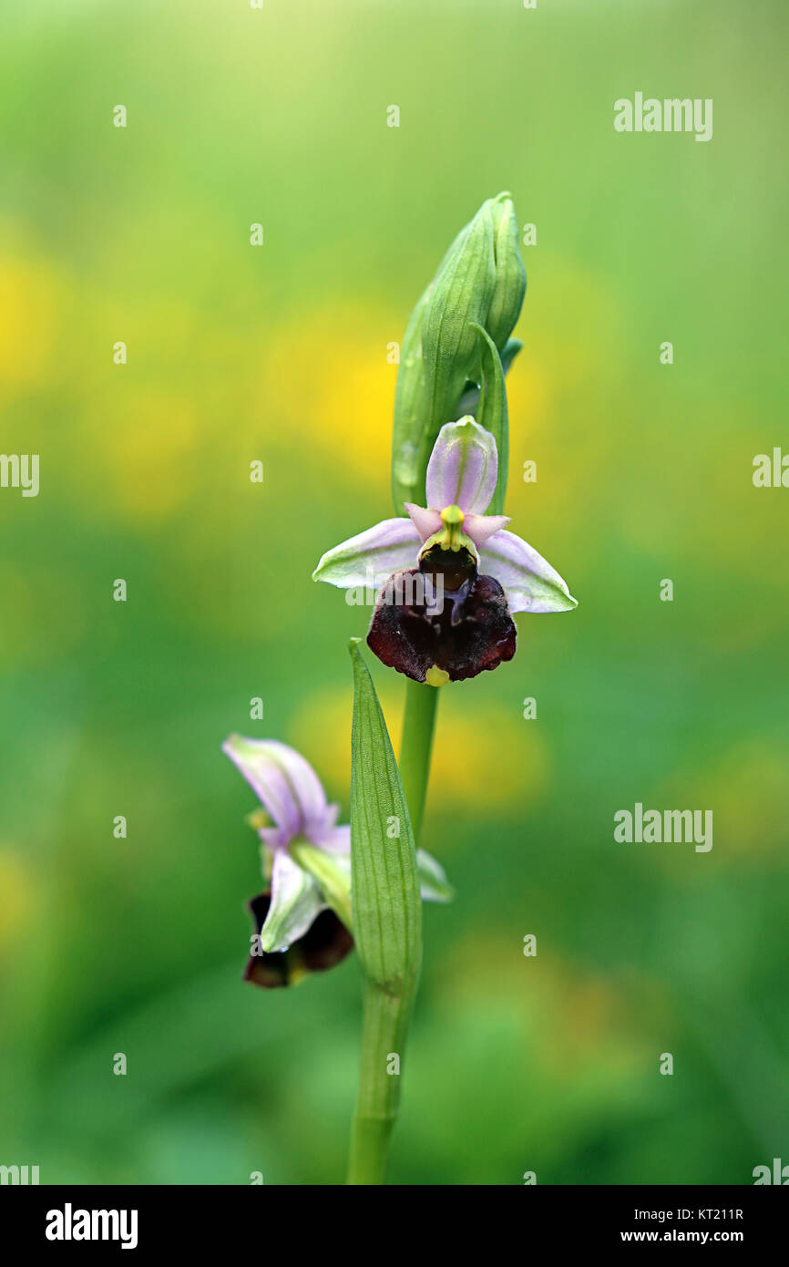 Makro bumblebee Ophrys ophrys Holoserica oder fuciflora Stockfoto