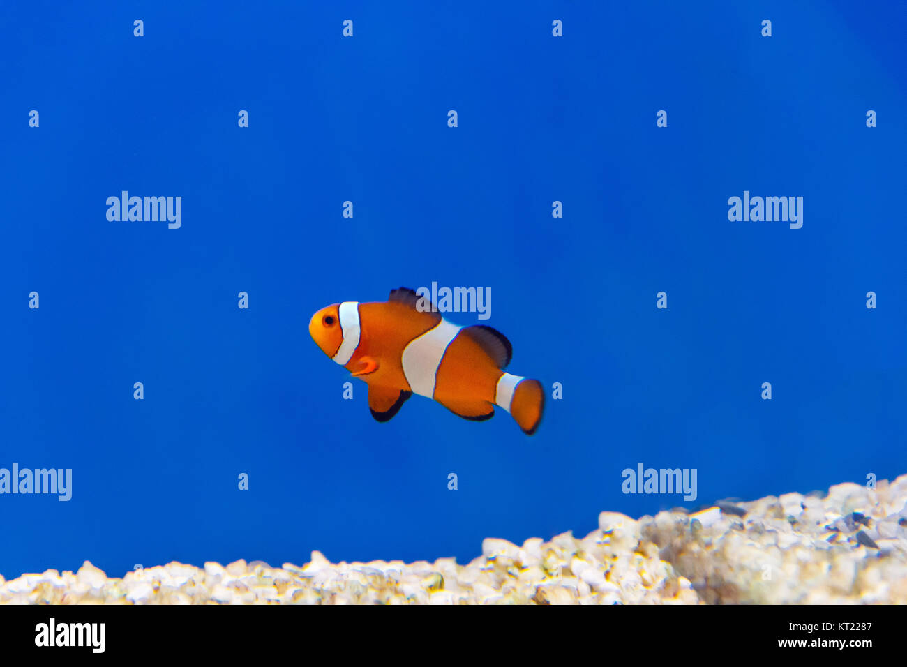 Eine orange Fisch auf blauem Hintergrund Stockfoto