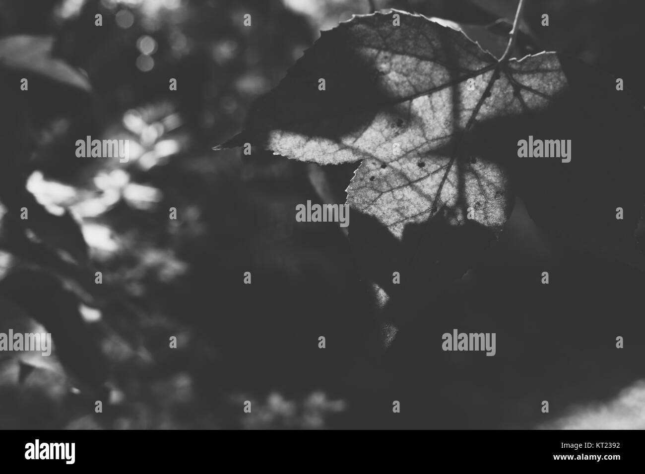 Grüne Ahornblätter. Baum im Wald. Natur Hintergrund, Schwarz und Weiß Stockfoto