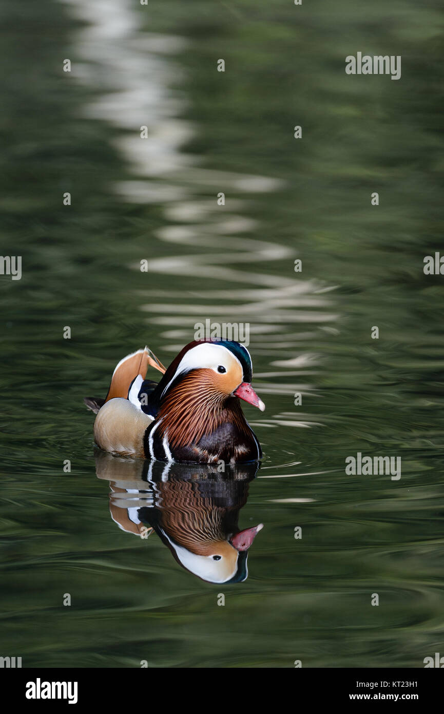 mandarinente spiegelt sich im Wasser Stockfoto