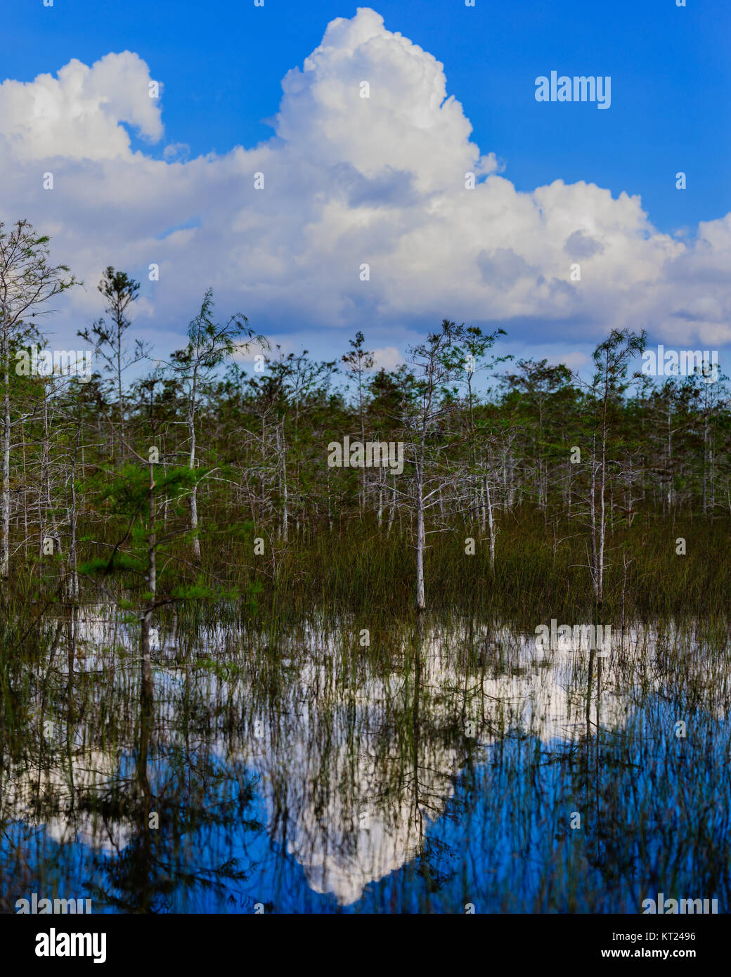 Zwerg Zypressen wachsen in einem Sumpf in den Everglades National Park, Florida, November 2017 Stockfoto