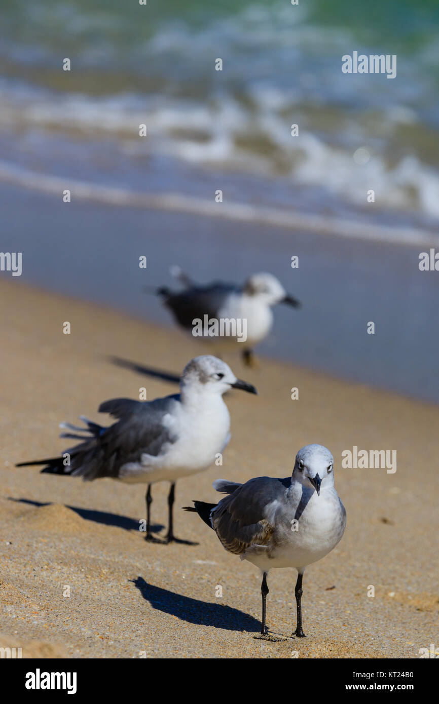 Möwen versammeln sich Hoffnungen für lokale Strandurlauber Essen in Fort Lauderdale, Florida für Essen, November 2017 suchen zu lassen Stockfoto