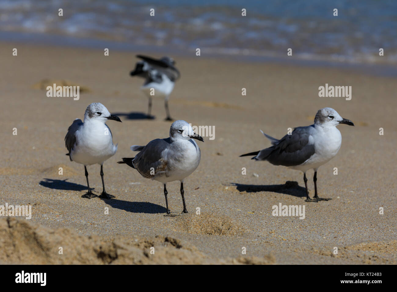 Möwen versammeln sich Hoffnungen für lokale Strandurlauber Essen in Fort Lauderdale, Florida für Essen, November 2017 suchen zu lassen Stockfoto