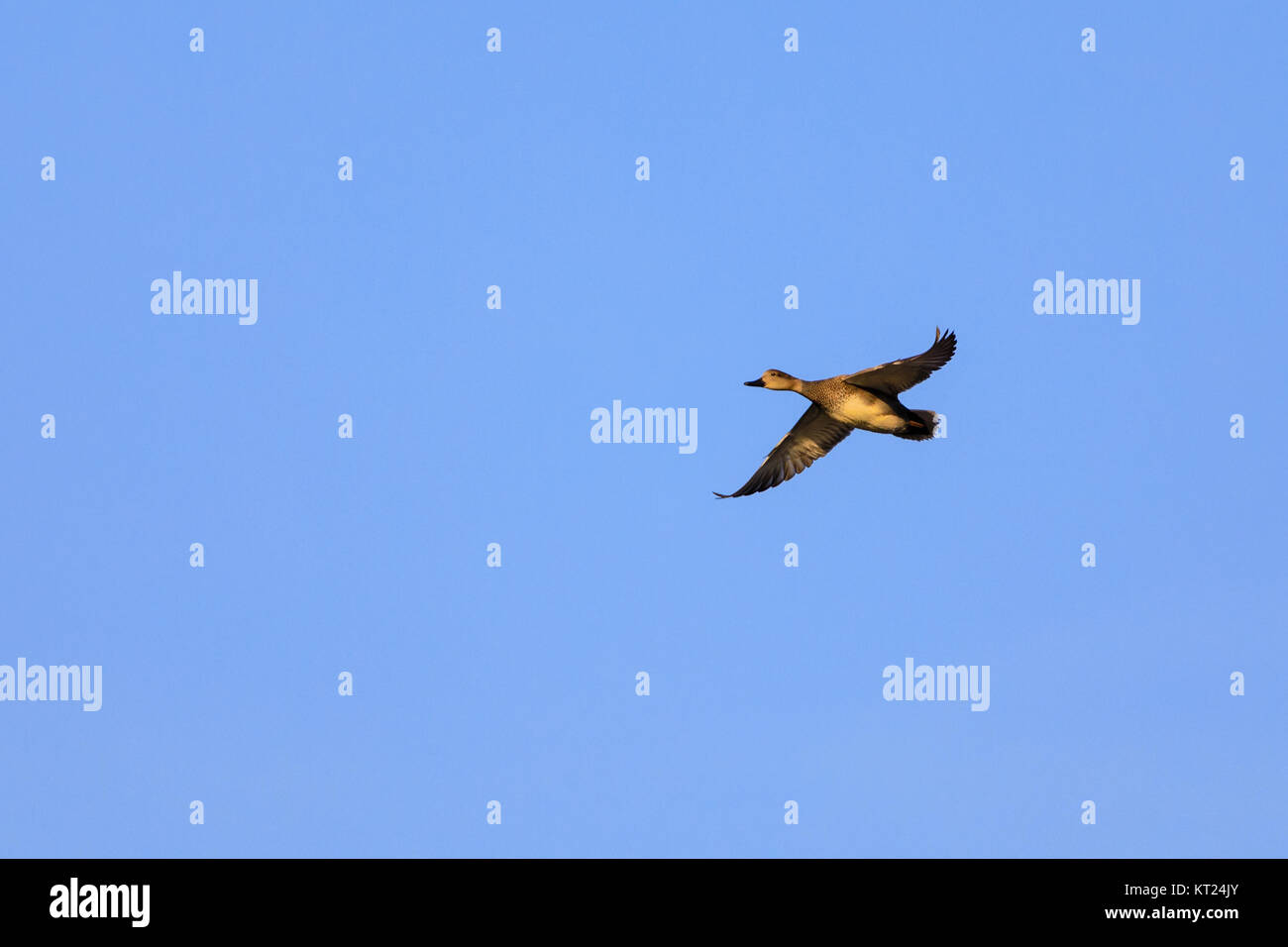 Eine weibliche Stockente fliegt über Sherry See mit einem blauen Himmel Hintergrund bei der Oxley Nature Center in Tulsa, Oklahoma, Dezember 2017 Stockfoto