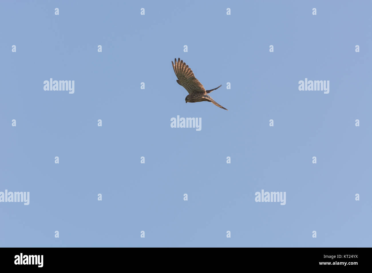 Vogel stehen auf einem Punkt in der Luft Stockfotografie - Alamy