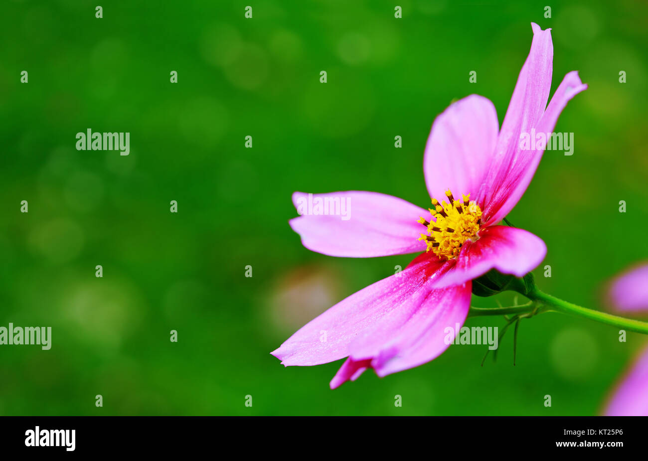 Rosa cosmos Flower auf Grün isoliert. Sommer floral background. Selektiver Fokus in der Blüte. Stockfoto