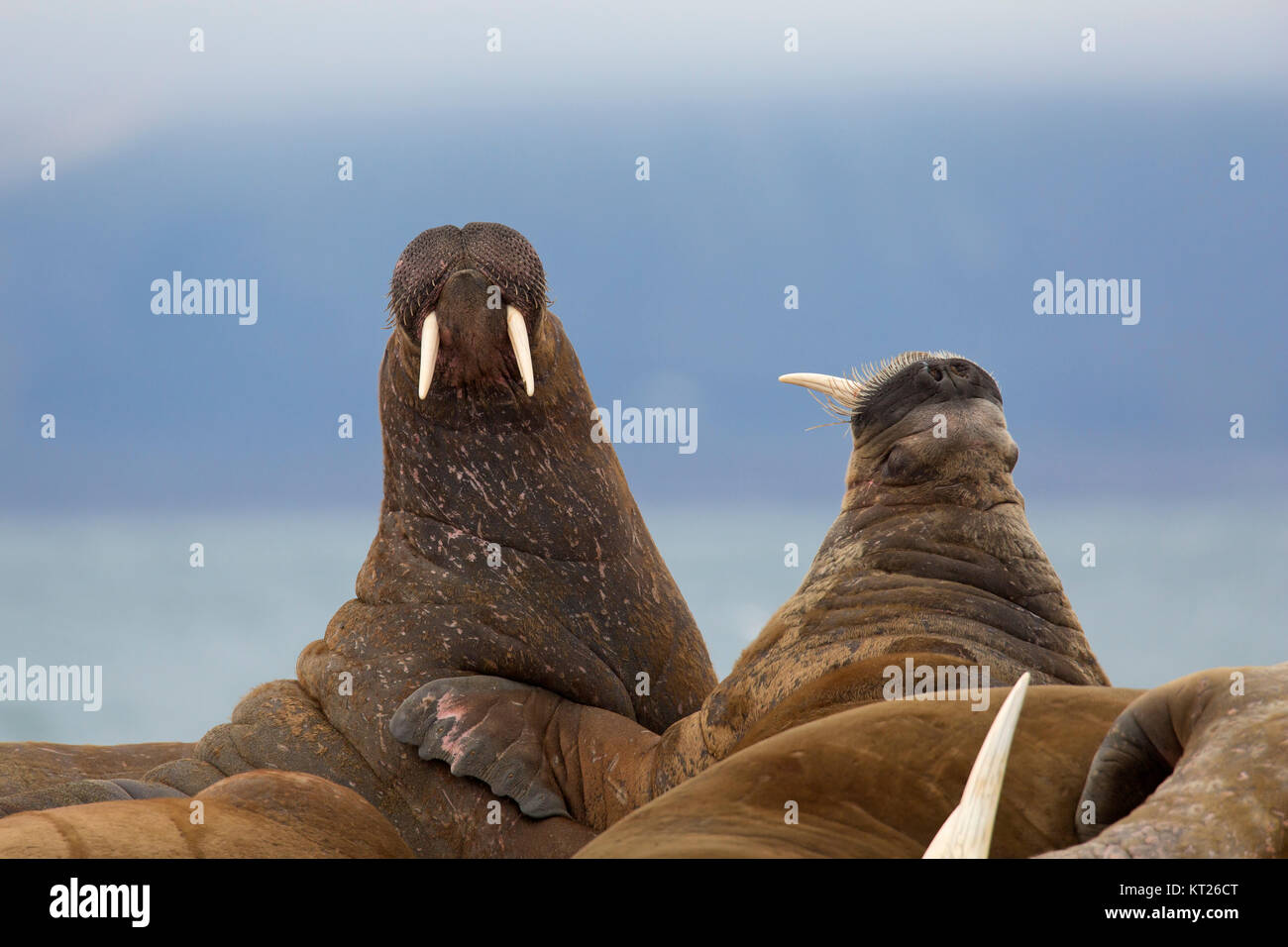 Gruppe männlicher Walrosse (Odobenus rosmarus) Bullen kämpfen am Strand bei Phippsøya in Sjuøyane, Inselgruppe nördlich von Nordaustlandet, Svalbard, Norwegen Stockfoto