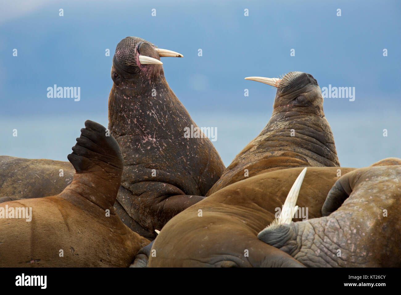 Gruppe männlicher Walrosse (Odobenus rosmarus) Bullen kämpfen am Strand bei Phippsøya in Sjuøyane, Inselgruppe nördlich von Nordaustlandet, Svalbard, Norwegen Stockfoto