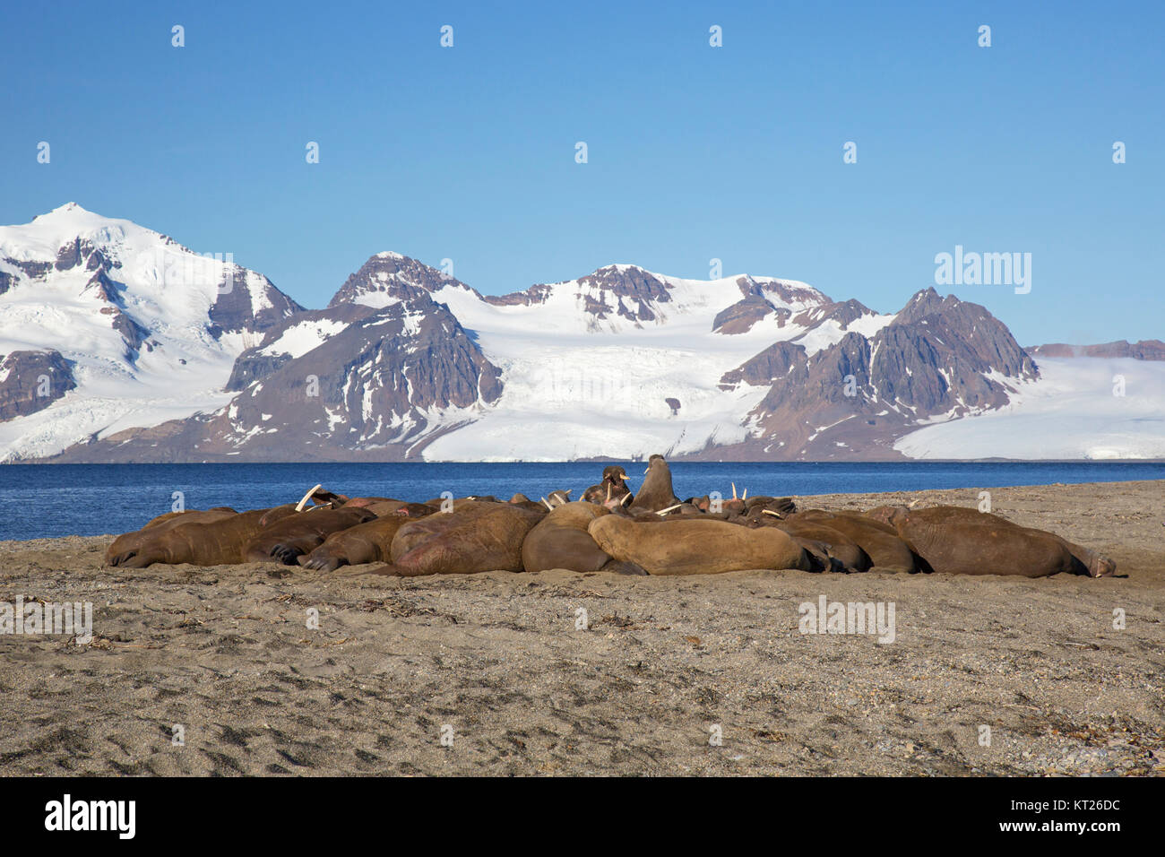 Gruppe männlicher Walrosse (Odobenus rosmarus) ruht auf Strand bei Phippsøya in Sjuøyane, Inselgruppe nördlich von Nordaustlandet, Svalbard, Norwegen Stockfoto