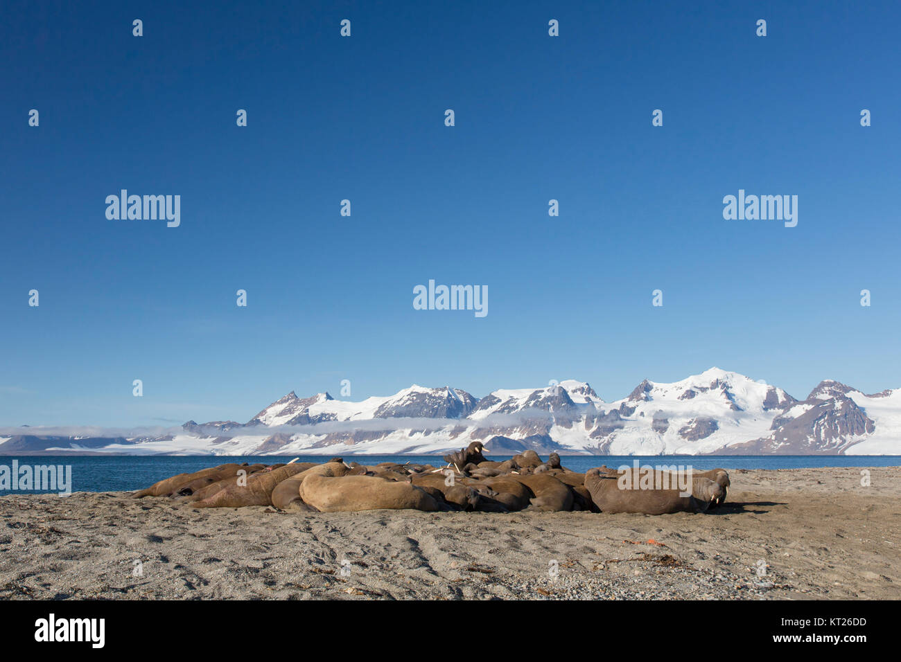 Gruppe männlicher Walrosse (Odobenus rosmarus) ruht auf Strand bei Phippsøya in Sjuøyane, Inselgruppe nördlich von Nordaustlandet, Svalbard, Norwegen Stockfoto