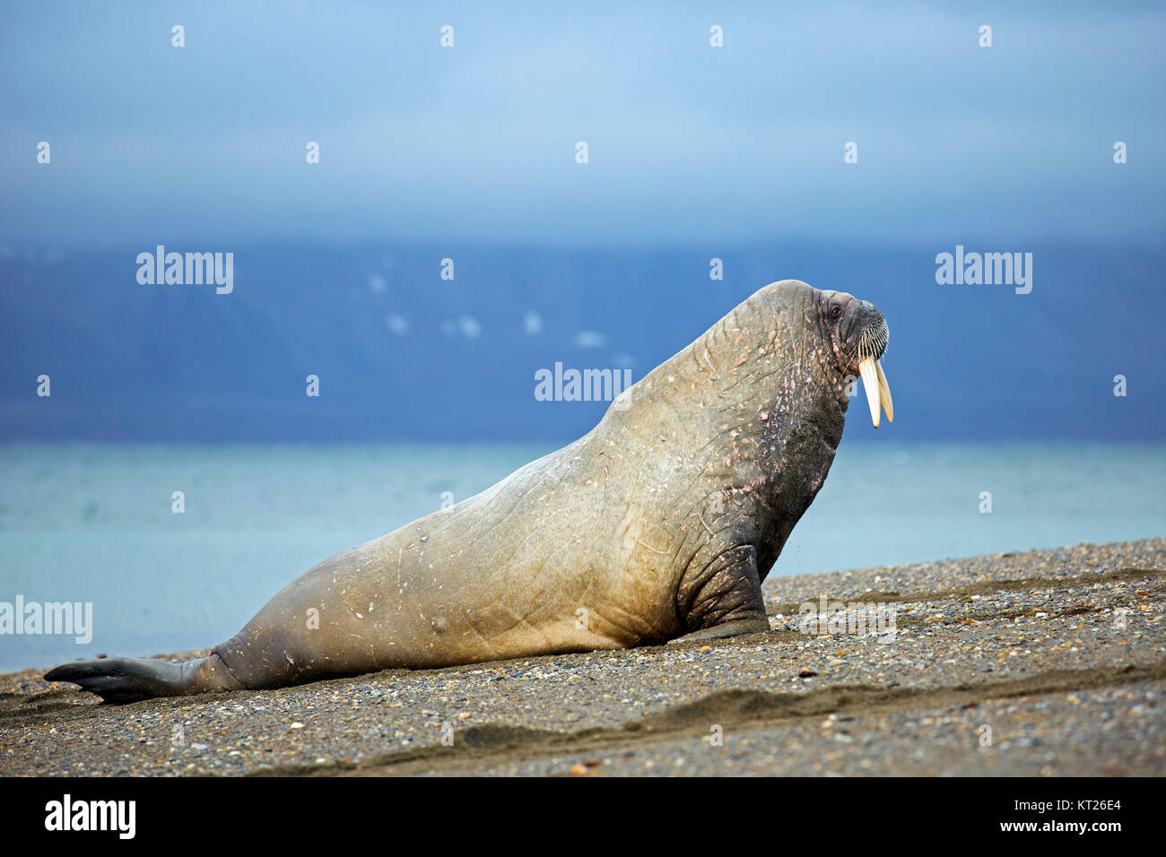 Männliche Walross (Odobenus rosmarus) Schleppen auf Strand, Svalbard/Spitzbergen, Norwegen Stockfoto