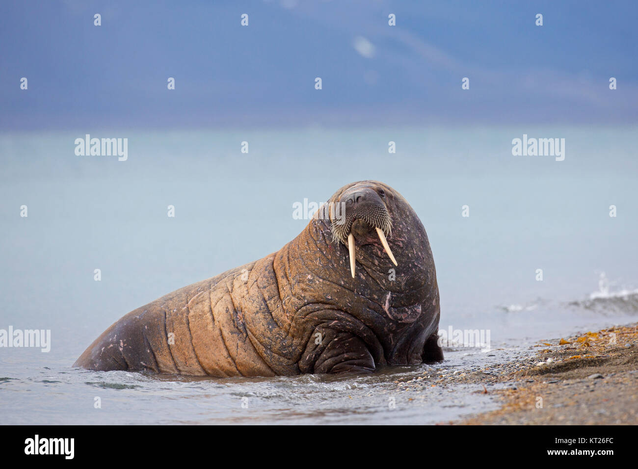 Männliche Walross (Odobenus rosmarus) Schleppen auf Strand, Svalbard/Spitzbergen, Norwegen Stockfoto