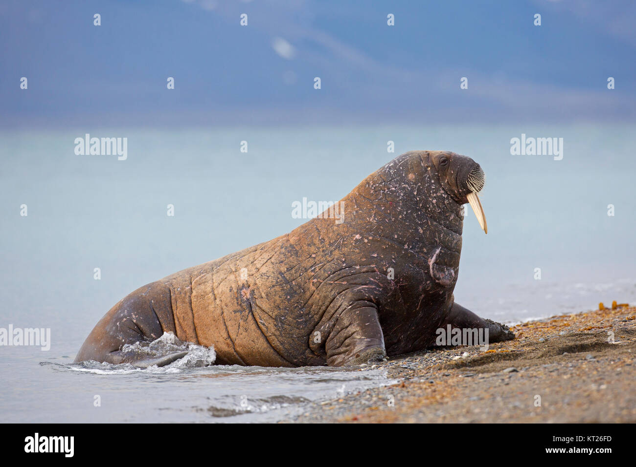 Männliche Walross (Odobenus rosmarus) Schleppen auf Strand, Svalbard/Spitzbergen, Norwegen Stockfoto