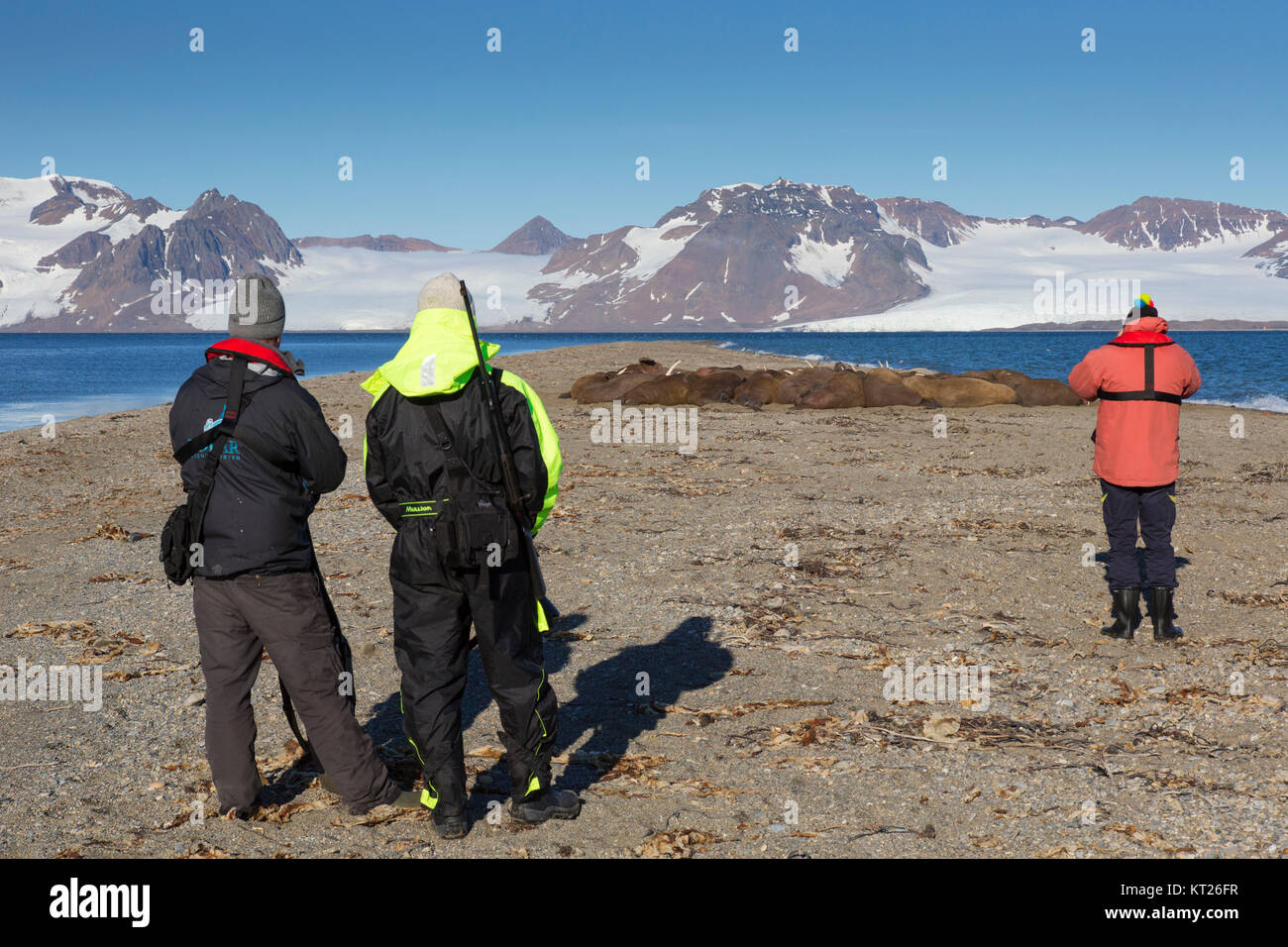 Eco - Touristen beobachten Gruppe männlicher Walrosse (Odobenus rosmarus) am Strand von Phippsøya in Sjuøyane, Nordaustlandet, Svalbard, Norwegen ruhen Stockfoto