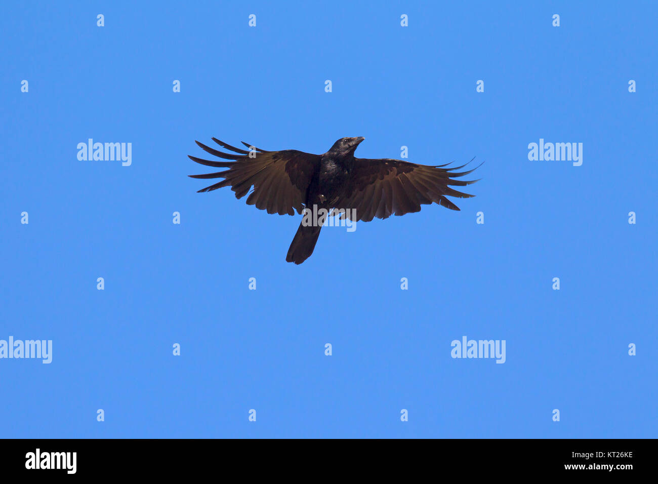 Nebelkrähe (Corvus corone) im Flug gegen den blauen Himmel Stockfoto