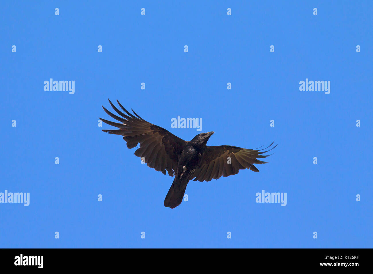 Nebelkrähe (Corvus corone) im Flug gegen den blauen Himmel Stockfoto