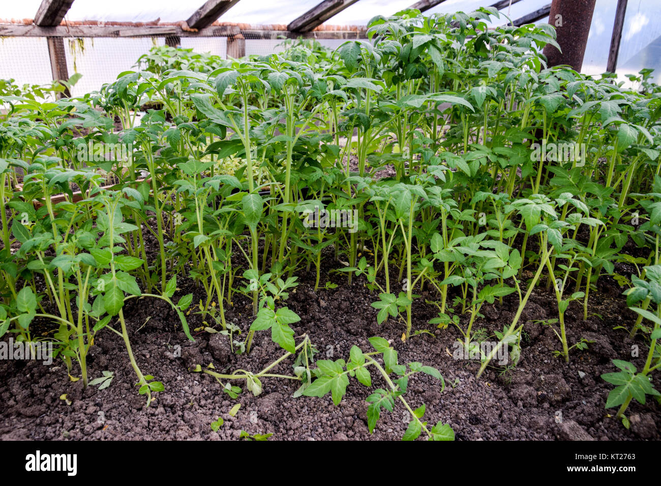 Sämlinge von Tomaten. Wachsende Tomaten im Gewächshaus. Seedlin Stockfoto