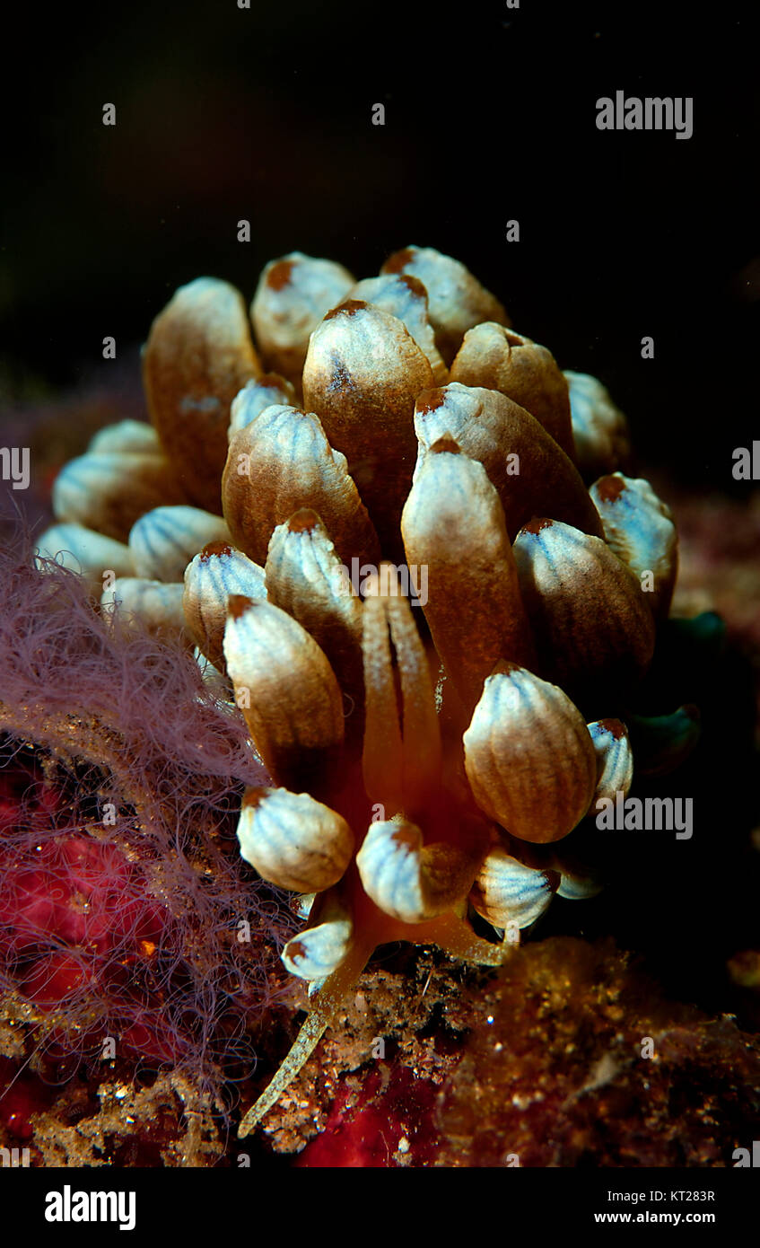 Räuberische NACKTSCHNECKE oder Sea Slug (PHYLLODESMIUM KABIRANUM). Diese Gattung von RÄUBERISCHEN SEA SLUG NUTZT MIMIKRY von OCTOCORALS, DIE ART DER WEICHKORALLEN I Stockfoto