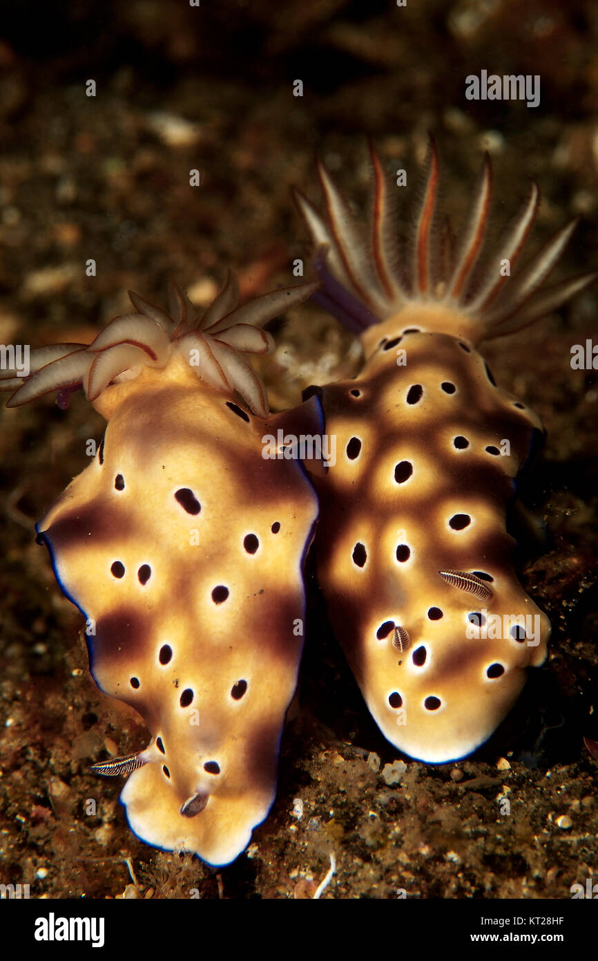 Paar RISBECIA TRYONI NACKTSCHNECKEN (HERMAEA TRYONI) in der Lembeh Straße, Indonesien Stockfoto