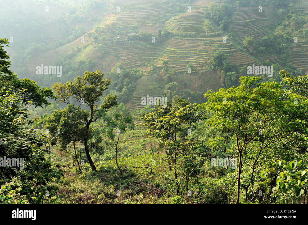 Bäume und Terrasse Landwirtschaft im Norden Vietnams Stockfoto