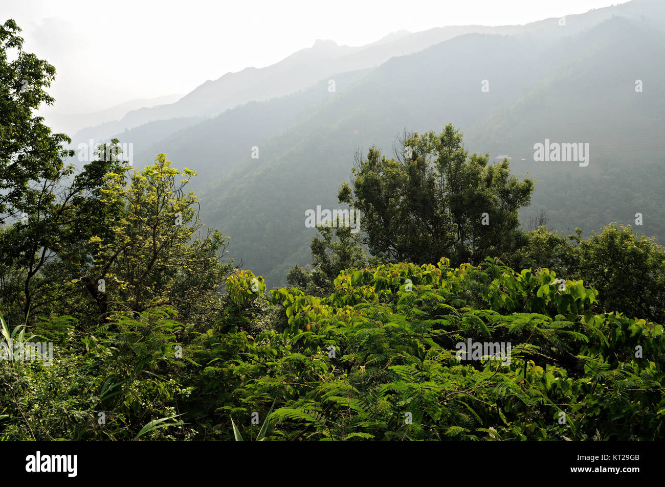 Üppiger Wald und Berge im Norden Vietnams Stockfoto