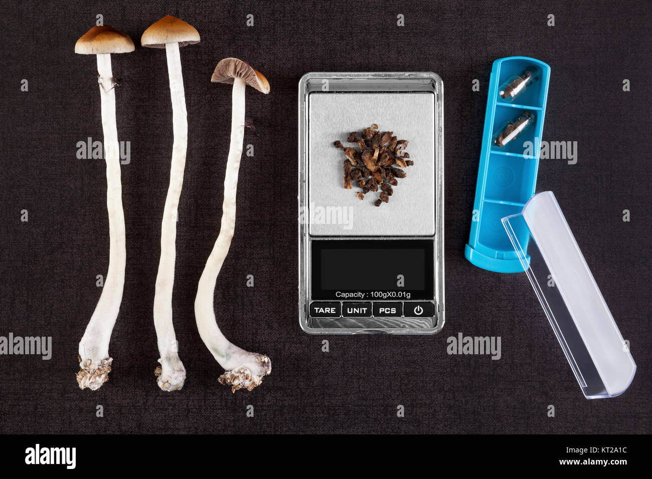 Psilocybin mushroom. Stockfoto