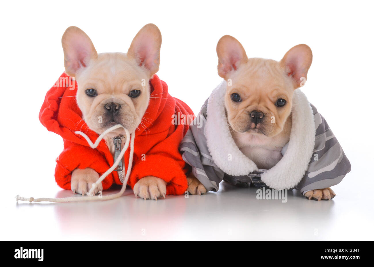 Zwei französische Bulldogge Welpen tragen winter Jacken Stockfoto