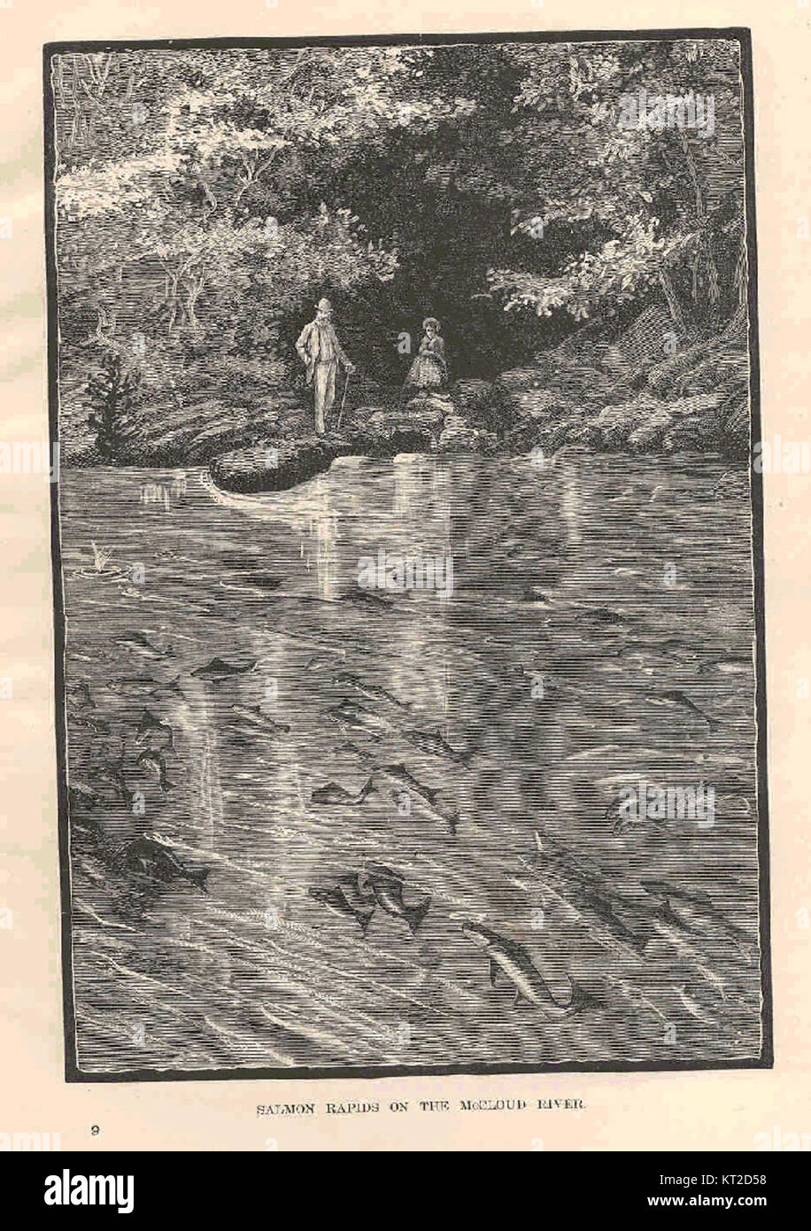 Lachs Rapids am McCloud River ist ein landschaftlich reizvoller Ort, der für seine natürliche Schönheit und seine Bedeutung als Lebensraum für Lachse während der Laichzeit bekannt ist. Stockfoto