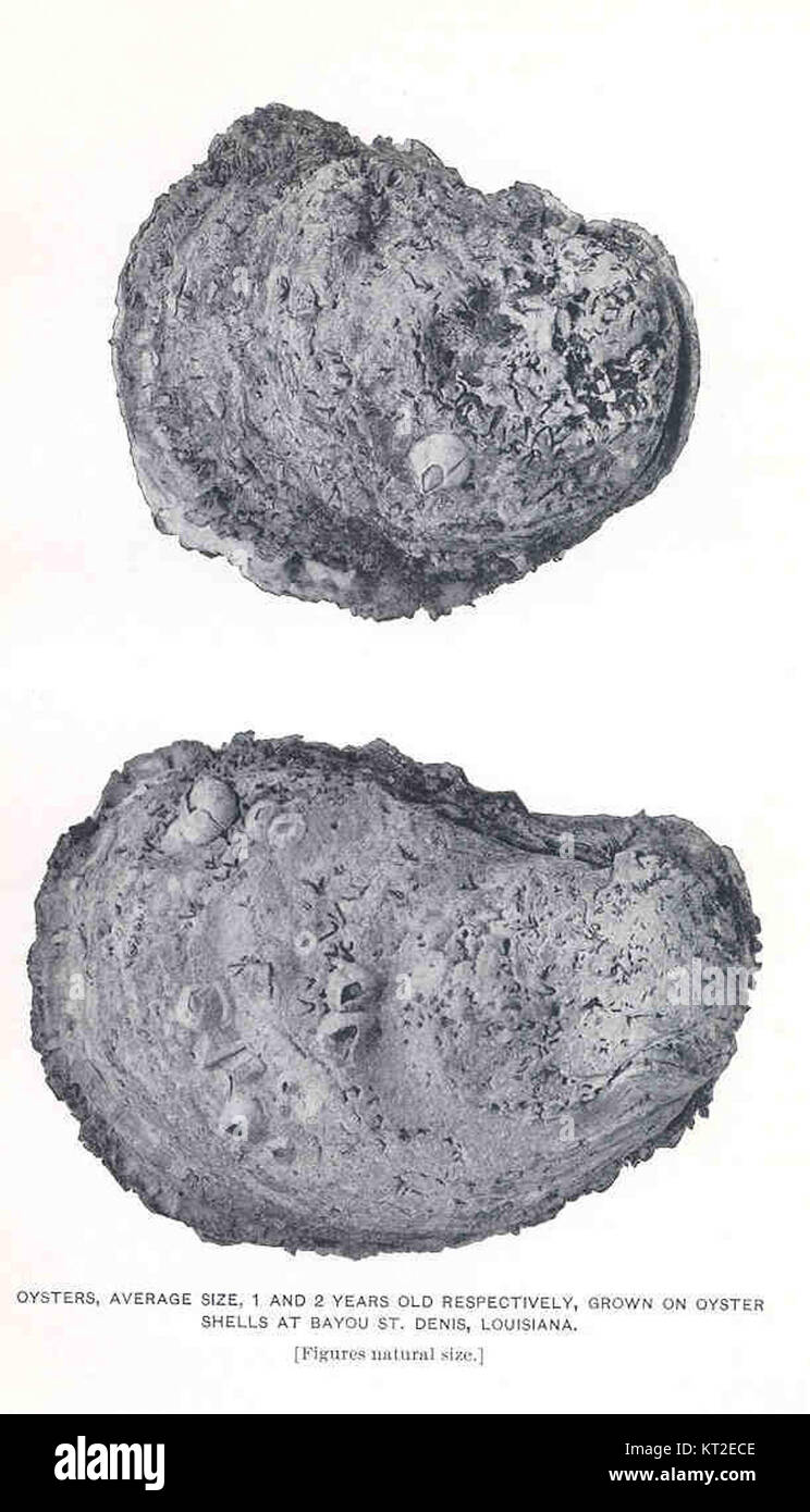 Dieses Bild zeigt Austern von durchschnittlicher Größe im Alter von 1 bis 2 Jahren. Die Austern werden im Rahmen einer Studie über ihre Wachstumsmuster und ihren Lebenszyklus gezeigt. Stockfoto