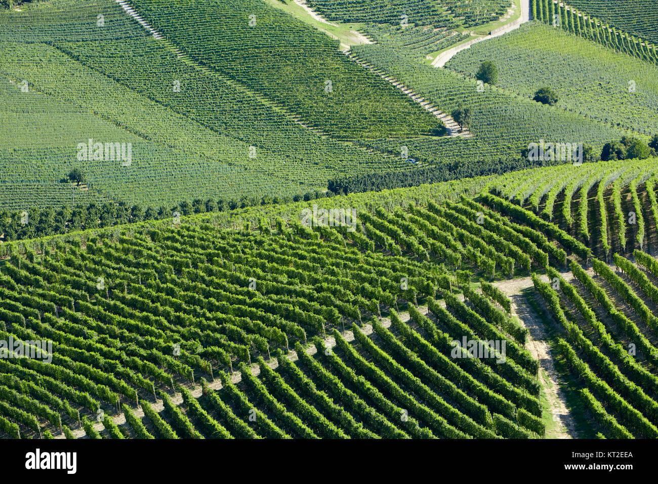 Weinberge grün Hintergrund an einem sonnigen Tag auf Hügeln in Italien Stockfoto