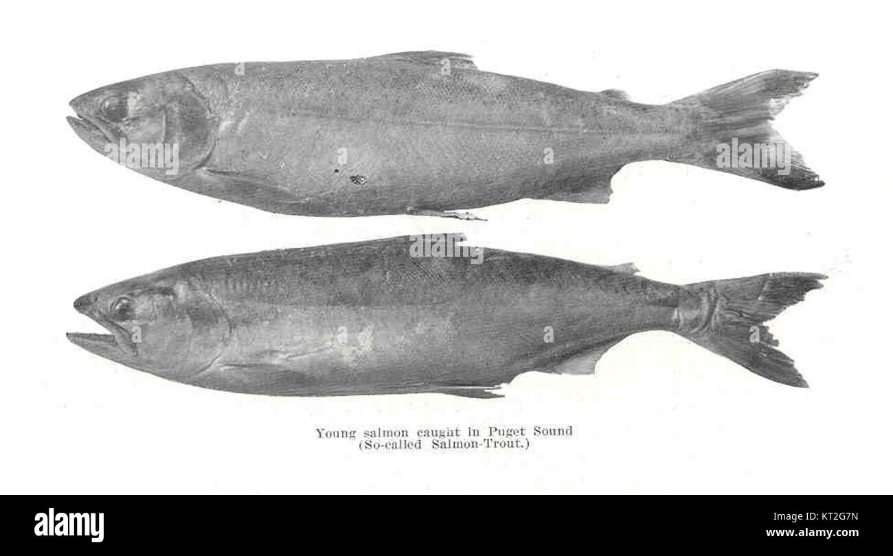 Ein junger Lachs mit der Nummer 34462 wurde im Puget Sound gefangen. Diese Veranstaltung ist Teil der laufenden Forschungs- und Erhaltungsbemühungen zur Überwachung der Lachspopulationen in der Region und ihrer Umweltbedingungen. Stockfoto