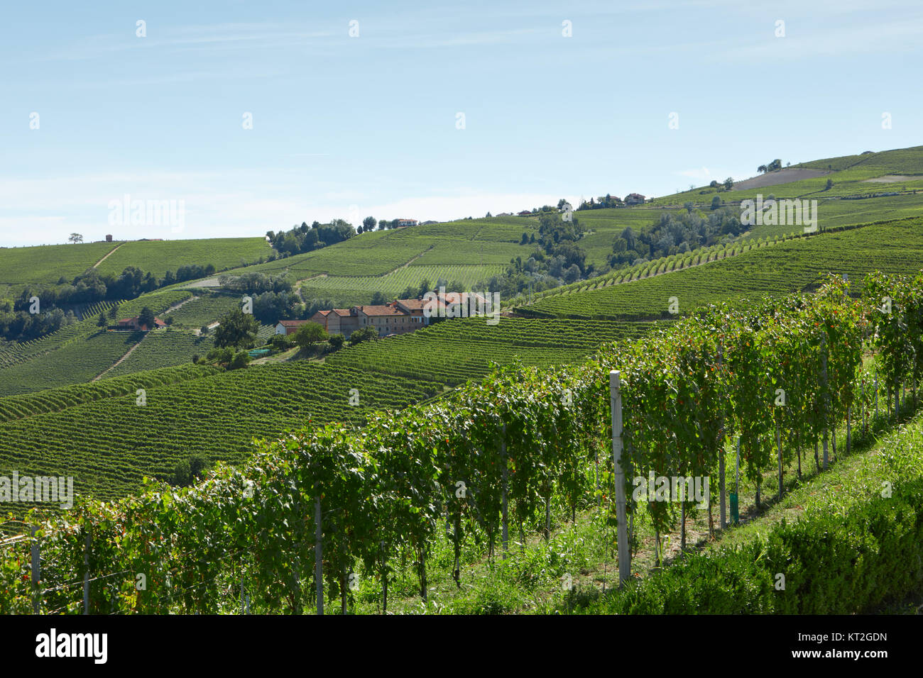 Grüne Weinberge und Hügel in sonniger Tag, blauer Himmel Stockfoto