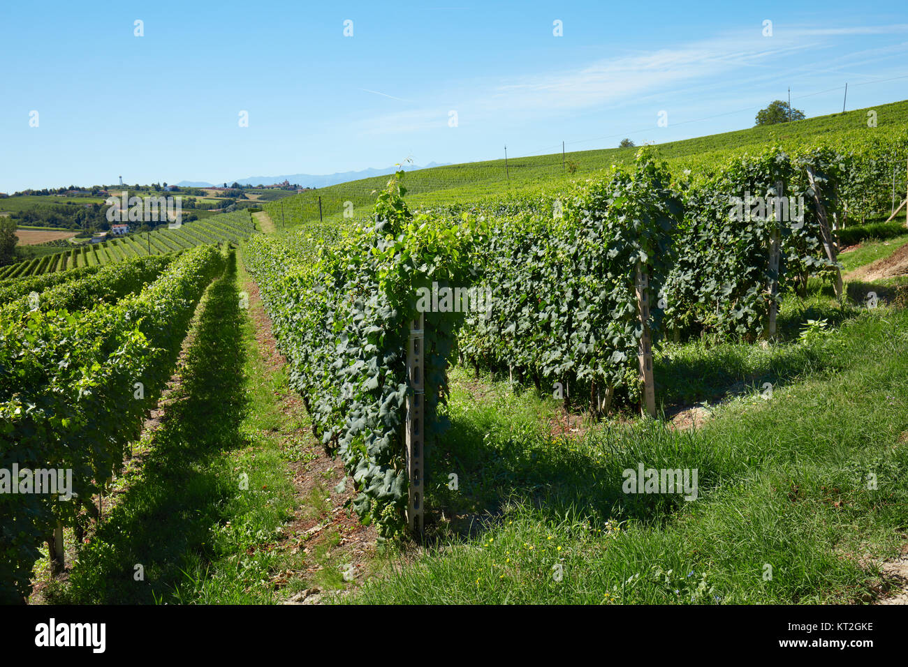 Grüne Weinberge auf Hügel, blauer Himmel Stockfoto