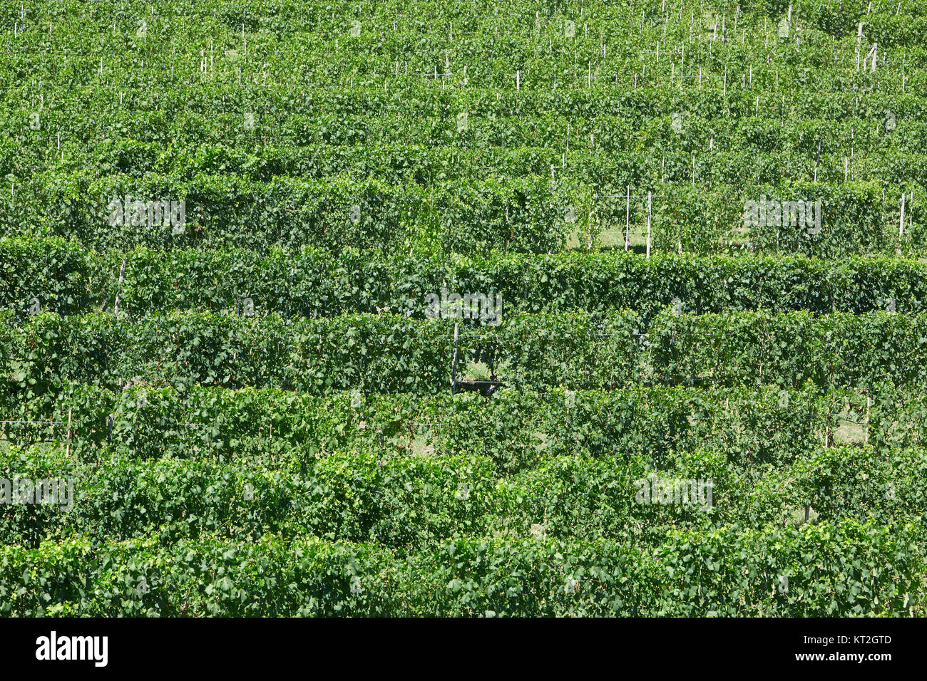 Weinberge, grün Muster Hintergrund an einem sonnigen Tag Stockfoto