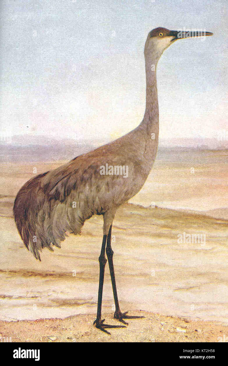Der Sandhill Crane (Grus canadensis) ist ein großer Zugvogel aus Nordamerika. Mit einer Höhe von bis zu 4 Fuß und einer Spannweite von 6 bis 7 Fuß ist es bekannt für seine unverwechselbare rote Krone und sein graues Gefieder. Diese Kraniche kommen in Feuchtgebieten und Grasland vor und wandern zwischen Brutgebieten in Kanada und den nördlichen USA in Überwinterungsgebiete in den südlichen USA und Mexiko. Stockfoto