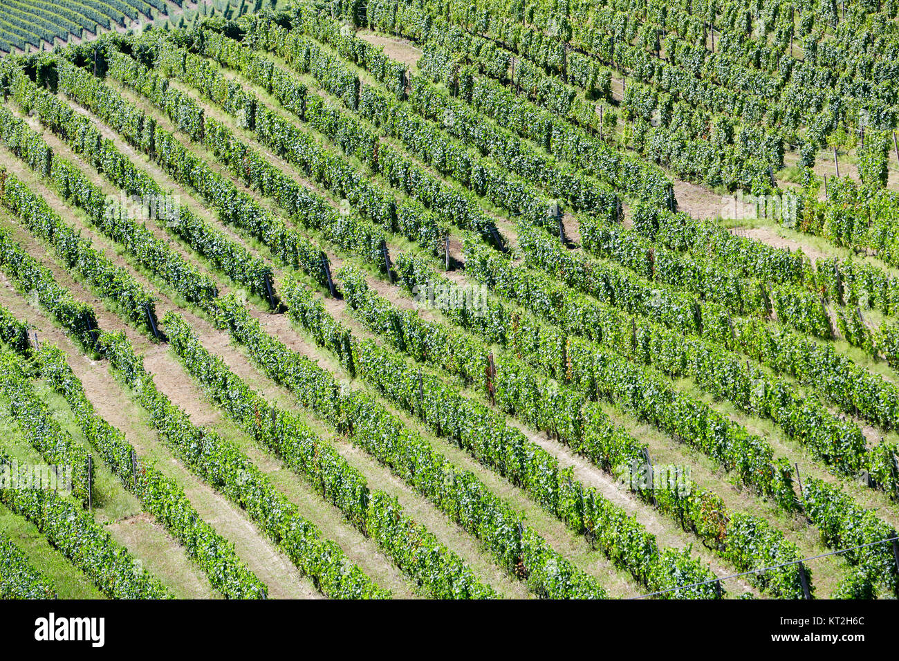 Weinberge Luftbild Hintergrund an einem sonnigen Tag Stockfoto