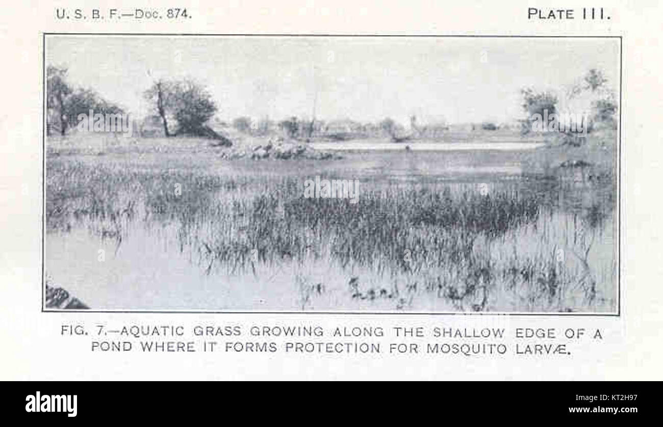 Wassergras am flachen Rand eines Teichs schafft einen Lebensraum, der Mückenlarven schützt und so zur Biodiversität und Wassergesundheit des lokalen Ökosystems beiträgt. Stockfoto