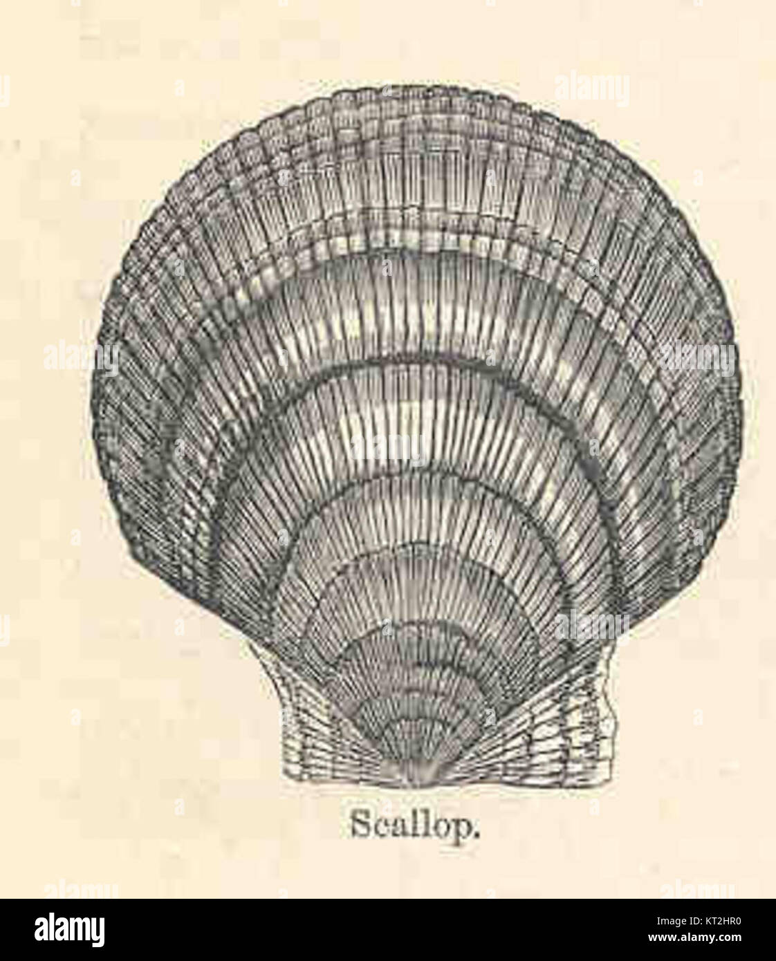 Das Bild zeigt eine Jakobsmuschel, eine Meeresmuschel, die für ihre charakteristische fächerförmige Muschel und ihre Bedeutung in der Meeresbiologie und Gastronomie bekannt ist. Stockfoto