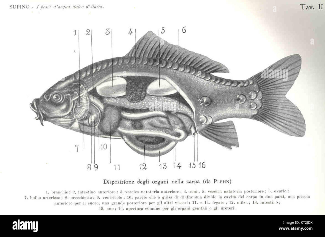 Das Kunstwerk „Disposizione degli organi nella Carpa“ von Plehn zeigt die anatomische Struktur eines Karpfenfisches. Das Stück bietet eine detaillierte Darstellung der inneren Organe des Fisches und zeigt den wissenschaftlichen Ansatz des Künstlers zur Anatomie. Es bietet wertvolle Einblicke in die Erforschung der Meeresbiologie und vergleichenden Anatomie. Stockfoto