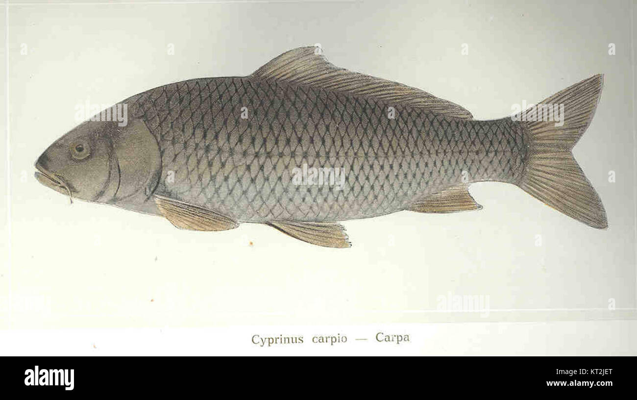 Cyprinus carpio, auch bekannt als Karpfen, ist ein Süßwasserfisch aus ...