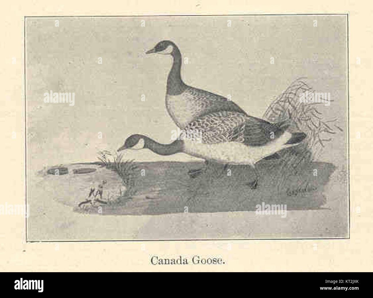 Die Canada Goose (Branta canadensis) ist ein in Nordamerika heimischer Wasservogel. Bekannt für seinen schwarzen Kopf, seine weiße Kinntrappe und seinen unverwechselbaren Hupruf, ist er eine häufige Art in nordamerikanischen Feuchtgebieten und Wanderwegen. Stockfoto