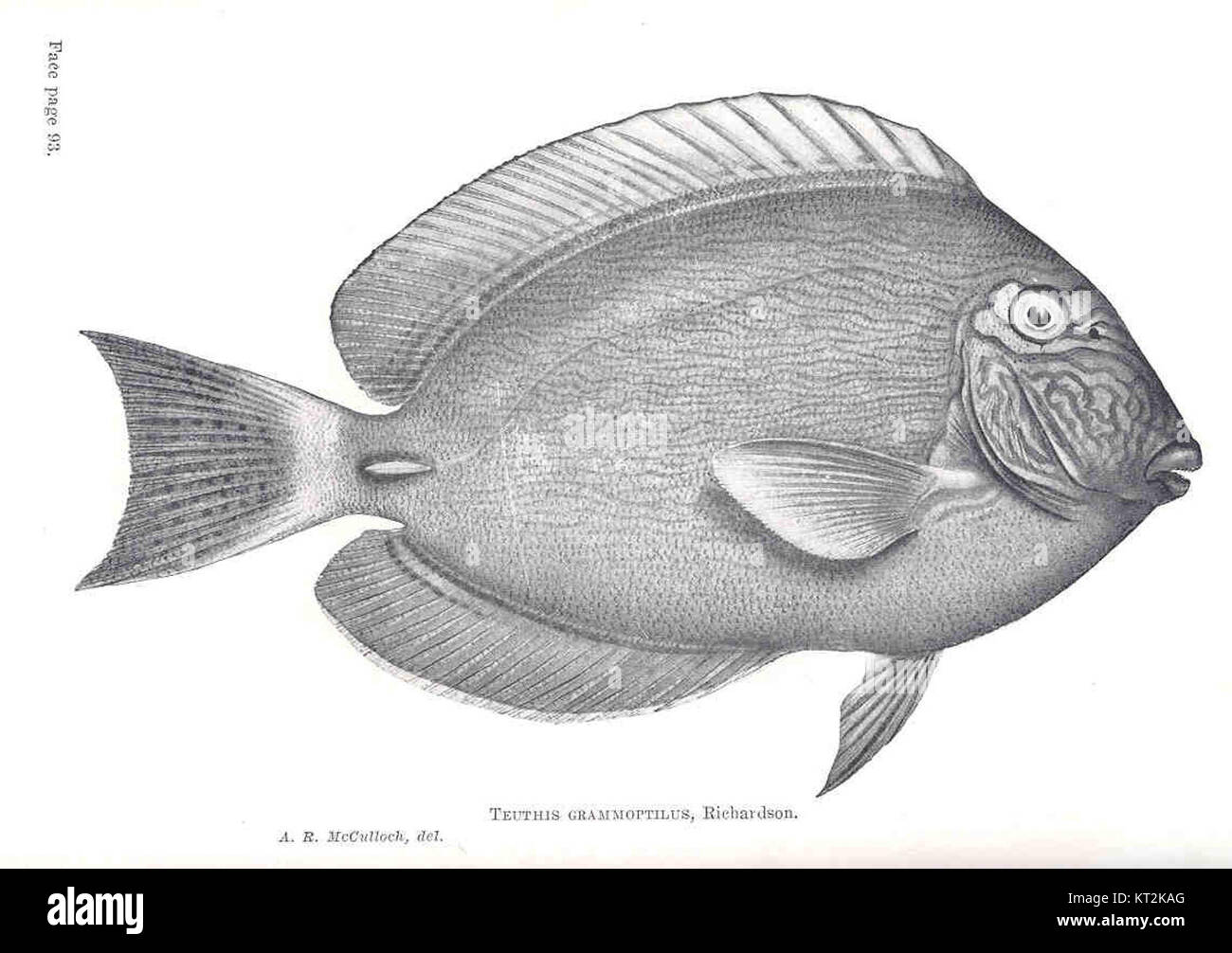 Teuthis grammoptilus ist eine Art ausgestorbener Kopffüßer, die aus Fossilien bekannt ist. Dieser Organismus war Teil des alten Meeresökosystems und bot wichtige Einblicke in die prähistorische Meereslebewesen. Stockfoto