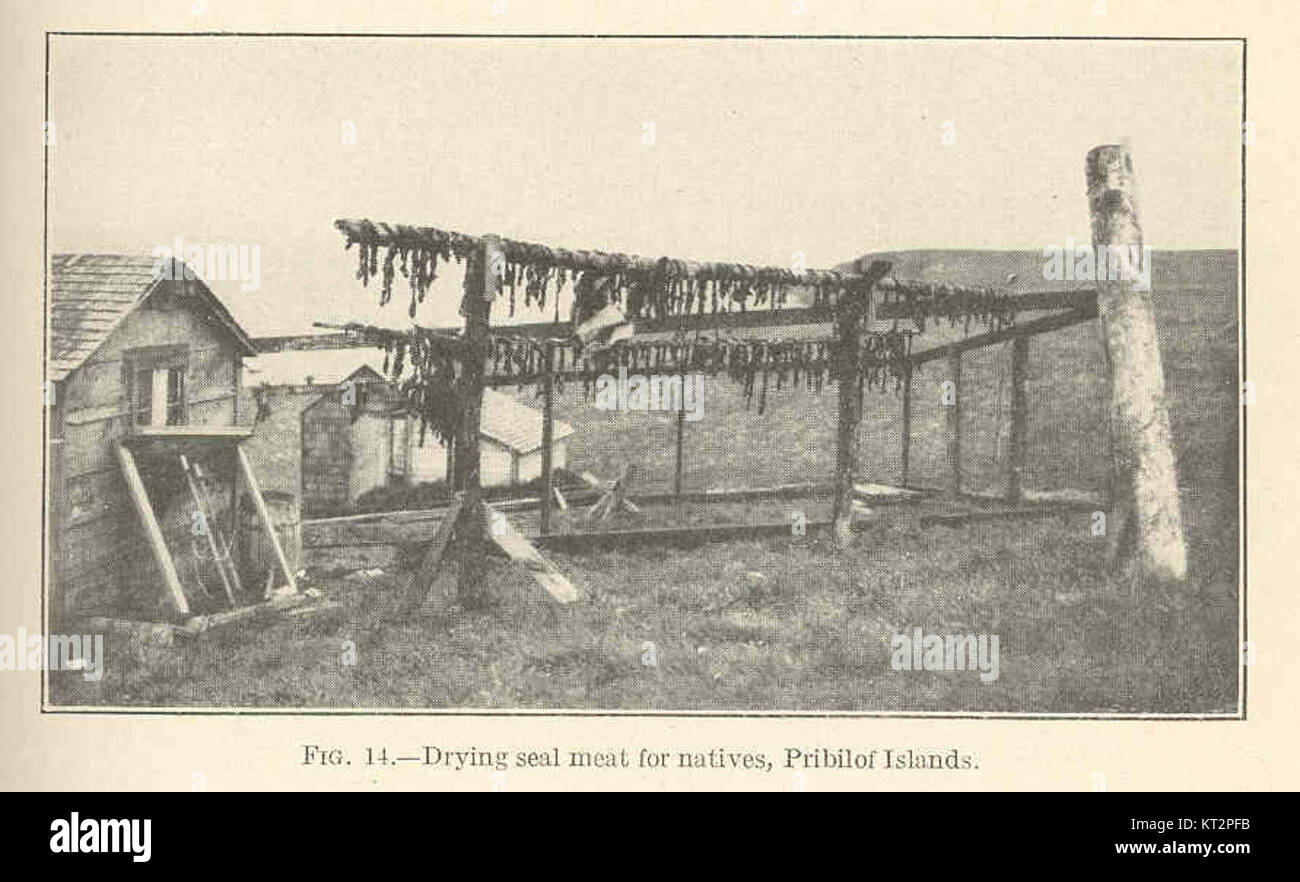 Dieses Foto von den Pribilof-Inseln zeigt den Prozess der Trocknung von Robbenfleisch, eine wichtige Technik zur Konservierung von Lebensmitteln, die von den einheimischen Gemeinschaften in der Region verwendet wird. Stockfoto