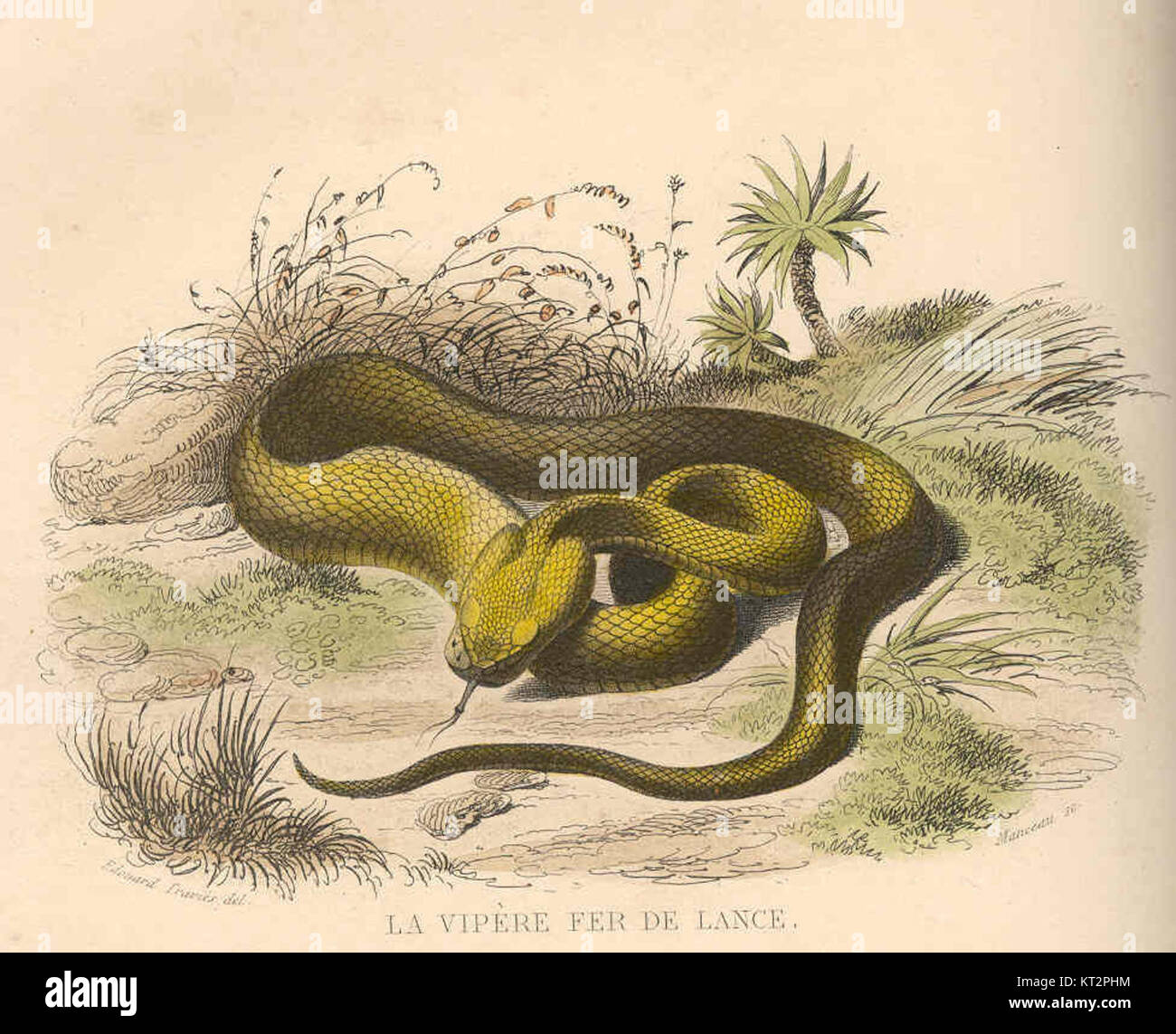 Eine Nahaufnahme der giftigen Schlangenart, der Fer-de-Lance (Bothrops asper), auch bekannt als Viper. Bekannt für seine aggressive Natur und sein starkes Gift, kommt es in Mittelamerika und Teilen Südamerikas vor. Stockfoto