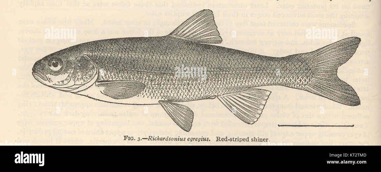 Richardsonius egregius, auch bekannt als der Rotstreifen-Shiner, ist eine Art von Süßwasserfischen in Nordamerika. Er ist bekannt für seine markanten roten Streifen und seinen Lebensraum in Flüssen und Bächen. Stockfoto